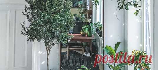 Жизнь в городе по-своему хороша, но порой так хочется чего-то зеленого, цветущего, тропического. Выход простой — завести растение. А лучше несколько! И в этом нет ничего страшного и сложного. Сплошное зеленое счастье. У Андерса Рёйнеберга, который живет в маленькой квартире в Осло, больше сотни растений. Бананы, цитрусовые и оливковые деревья, папоротники, суккуленты и другие товарищи с трудными названиями. Книга Андреса — подробное руководство для тех, кто влюблен в растения, но не очень…