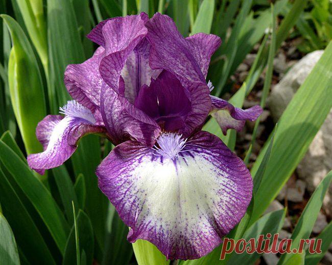 Прекрасные ирисы..