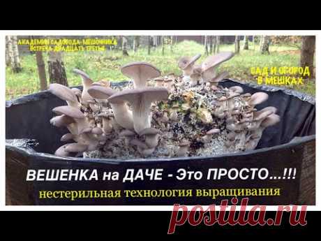 ВЕШЕНКА на ДАЧЕ - это ПРОСТО..! Нестерильная технология. АКАДЕМИЯ САДОВОДА-МЕШОЧНИКА. Встреча 23. - YouTube