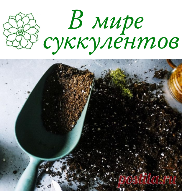 Выращивание кактусов и суккулентов – увлекательный процесс, который требует правильного подхода. Чтобы справиться с такой задачей и получить презентабельные растения, необходимо правильно подобрать освещение, удобрения, а также оптимальную почву. Предлагаем разобраться с тем, какой лучший грунт для суккулентов, как он изготавливается, а также рассмотрим особенности уже готовых составов.