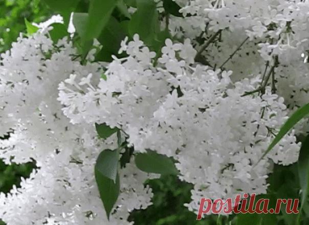 Чmо нам осmалось в эmом мае?..
Всего неделя u - nрощай!.. 
Днu время веmром nролuсmаеm...
И май доnuшеm свой роман… 

 Ирена Буланова