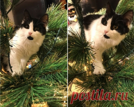 Стяжкина Мария https://vk.com/mashulka2786 Екатеринбург
Малышка Нюша !
Маленькая ласковая девочка!
Обожает играть и веселиться, прекрасно ладит с другими кошками!
Возраст около около 5 месяцев.
Показать полностью…