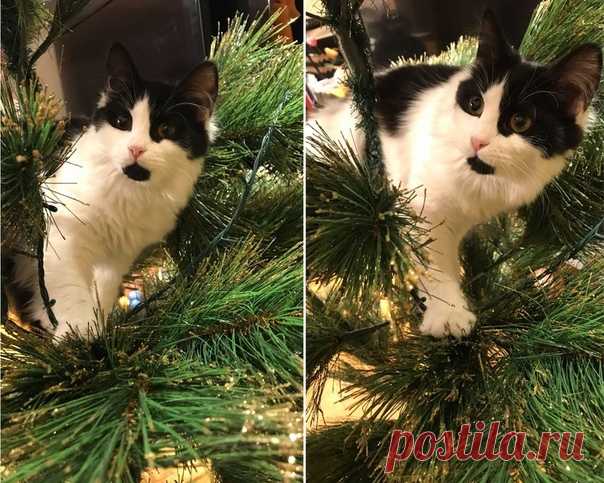 Стяжкина Мария https://vk.com/mashulka2786 Екатеринбург
Малышка Нюша !
Маленькая ласковая девочка!
Обожает играть и веселиться, прекрасно ладит с другими кошками!
Возраст около около 5 месяцев.
Показать полностью…