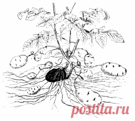 Ранний картофель в июне.