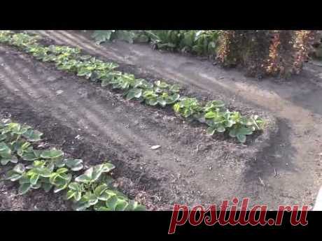 Работы с клубникой осенью