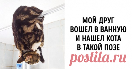 17 животных, которые ни за что не желают вести себя как полагается