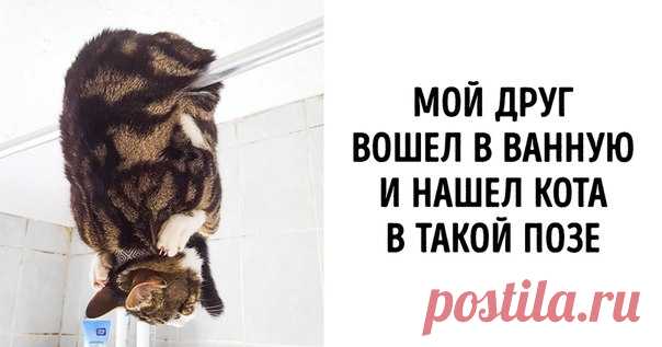 17 животных, которые ни за что не желают вести себя как полагается