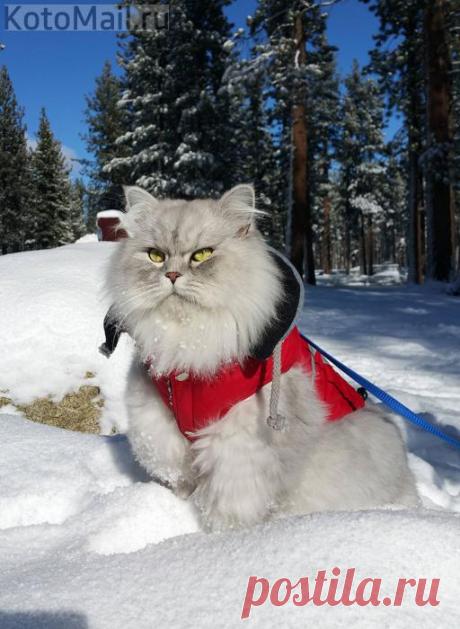 Пушистый путешественник