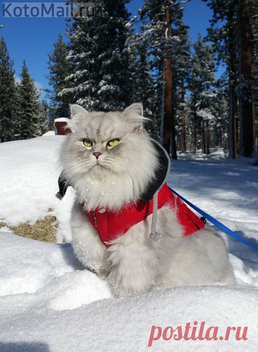 Пушистый путешественник