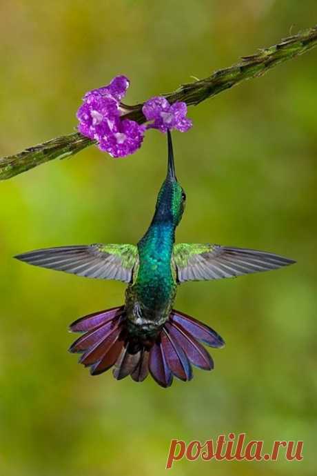 cute beautiful things for dp – Google Поиск