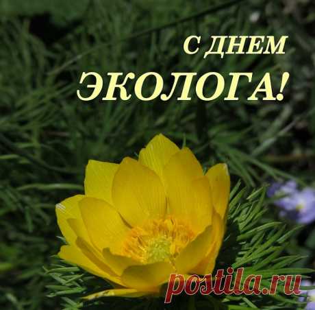 В День эколога желаю
Тем, кто выбрал целью жизни
Защищать наш славный мир,
Пожелаю я успехов,
Радости, здоровья, сил.
