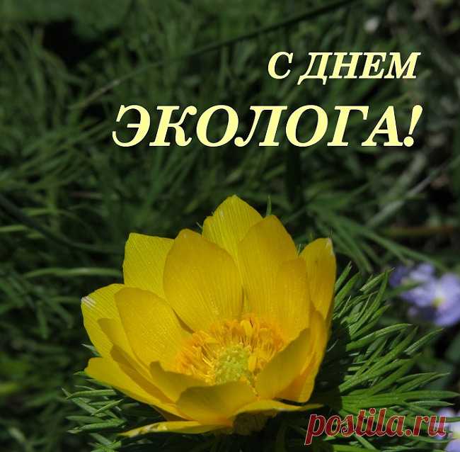 В День эколога желаю
Тем, кто выбрал целью жизни
Защищать наш славный мир,
Пожелаю я успехов,
Радости, здоровья, сил.