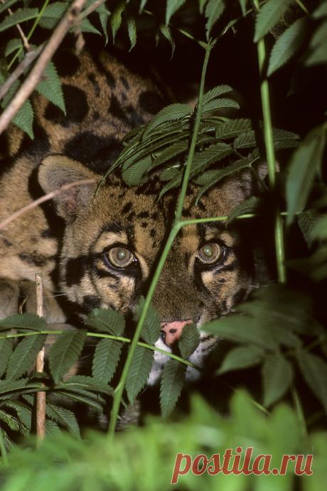 MCL010.jpg | Терри Уиттакер Фотография