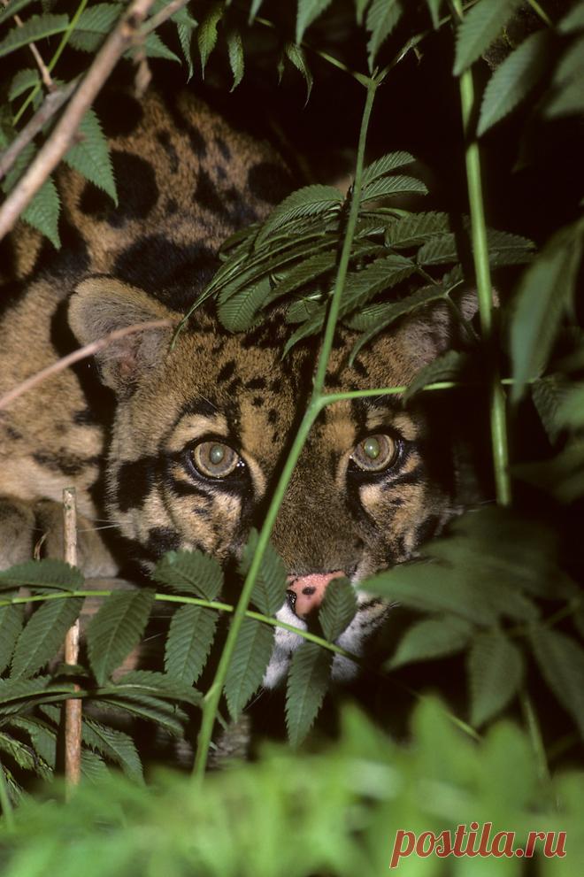 MCL010.jpg | Терри Уиттакер Фотография