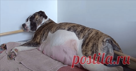 Эта беременная собака преподнесла хозяевам огромный сюрприз. Люди были поражены!