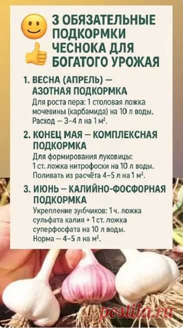Пин на доске Огород