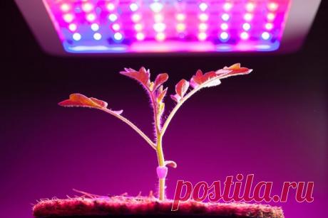 Правильная фитолампа — выбираем осветительный прибор для досветки растений