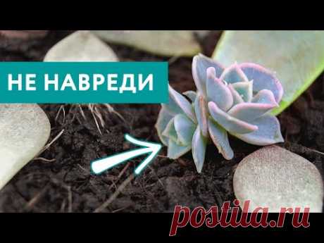 Как вырастить суккулент из листа: этапы, советы, подготовка к пересадке