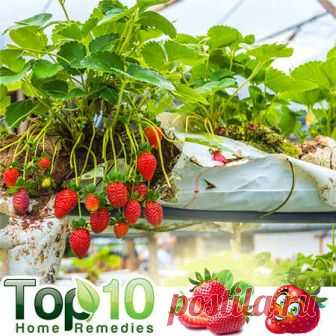 ТОП-5 ПОЛЕЗНЫХ ФРУКТОВ ПРИ ДИАБЕТЕ