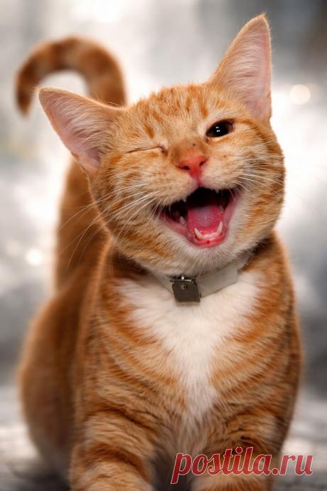 Верните улыбку коту