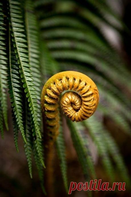 Foliage, leaves, ferns, greenery, undergrowth, overgrown, botanical,