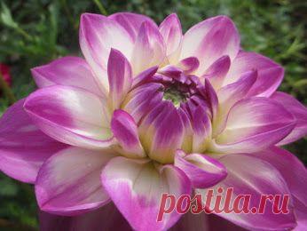 Svetlana Bolotova – Google+