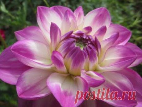 Svetlana Bolotova – Google+