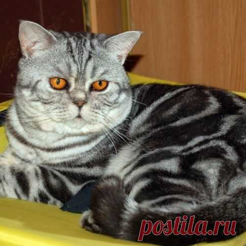 Лучшие породы кошек для квартиры