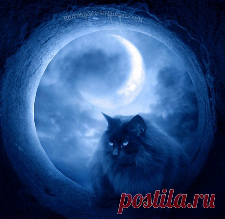 Лёгким росчерком, чёрным по белому
Тени грёз на стене нарисованы...
Я поймаю губами несмелыми
Шёпот ночи над травами сонными.

Звездопадом на бархате сумрачном
Подмигнёт мне Большая Медведица.
Лунный кот в час волшебный, полуночный
В дом войдёт мой…а, может, пригрезится.

Мягкой поступью нежно-обманчивой
Проскользнёт он в мечты-сновидения.
В двух мирах встреча нам предназначена
Где-то в вечности…или в мгновении.

Взгляд янтарный чарует неистово,
Манит тайнами душу беспечную.