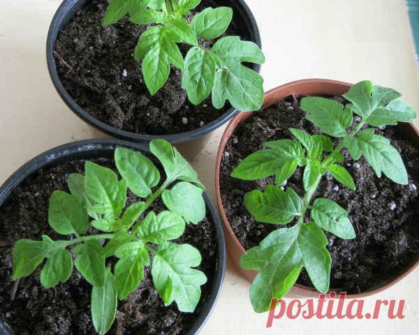 Как и когда лучше сажать помидоры на рассаду :: Сад и огород