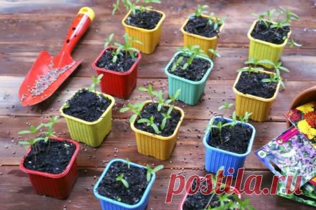 5 ярких летников, которые нужно посеять в начале февраля. Особенности посева. Лучшие сорта и гибриды. Фото — Ботаничка.ru