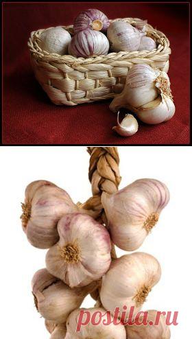 КАК ХРАНИТЬ ЧЕСНОК ЗИМОЙ.