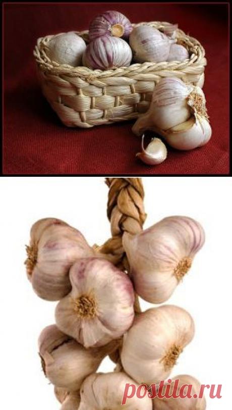 КАК ХРАНИТЬ ЧЕСНОК ЗИМОЙ.