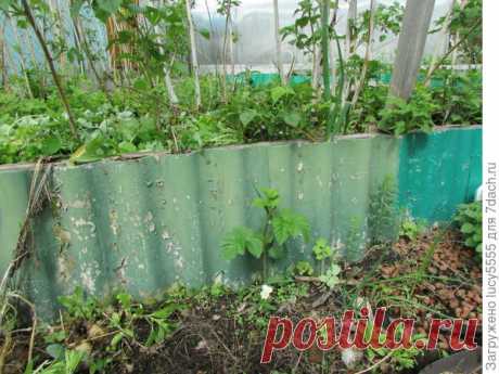 Как я отучила малину по участку гулять