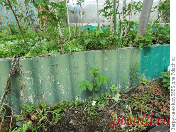 Как я отучила малину по участку гулять