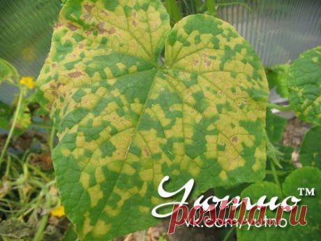 Жёлтые листья у огурцов.