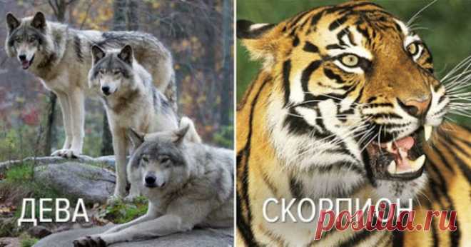 Вот с каким хищным животным можно сравнить женщин разных знаков Зодиака 

Эти факты о себе и своей второй половине заинтересуют многих женщин и мужчин. Читайте и будете сильно удивлены.