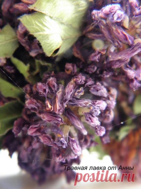 Маленькие победы этого сезона - Рецепты из диких трав и не только