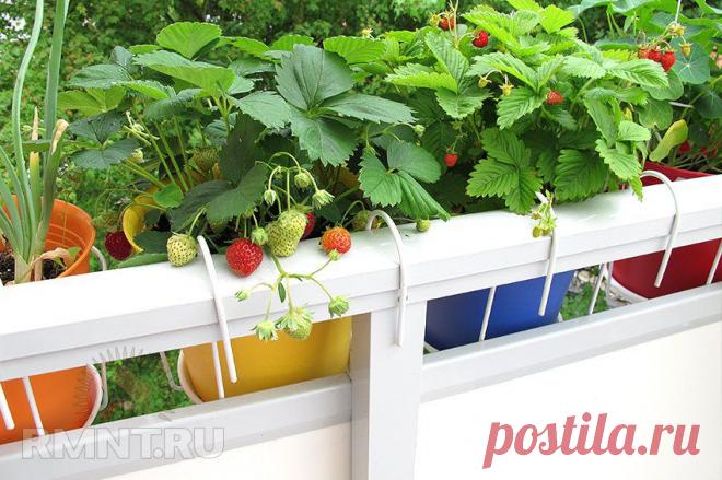 Выбор сорта и высадка садовой земляники RMNT.RU