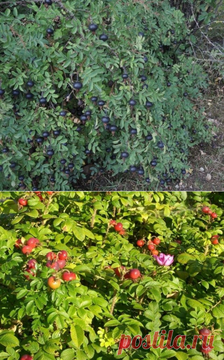 Розы с самыми красивыми плодами. Декоративные ягоды роз и шиповников. Фото — Ботаничка.ru