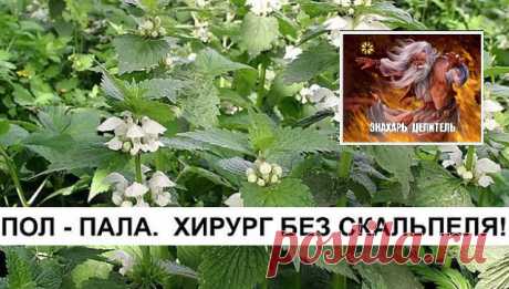Пол-пола – хирург без скальпеля 
 
Без преувеличения можно сказать: пол-пола спо­собна заменить целую 
аптеку. Эта трава является мощ­ным стимулятором солевого обмена в 
организме. Ле­чит и подагру, и полиартрит. Как солевыводящее сред­ство 
применяется при пиелонефрите, мочекаменной болезни, циститах. 
Способствует снятию воспалитель­ного процесса мочевыводящих путей и 
мочевого пузы­ря, в придатках, в почечных лоханках (пиелит), проста­те 
(простатит). Отвар пол-полы явл...