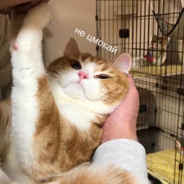 Когда берешь котейку на ручки