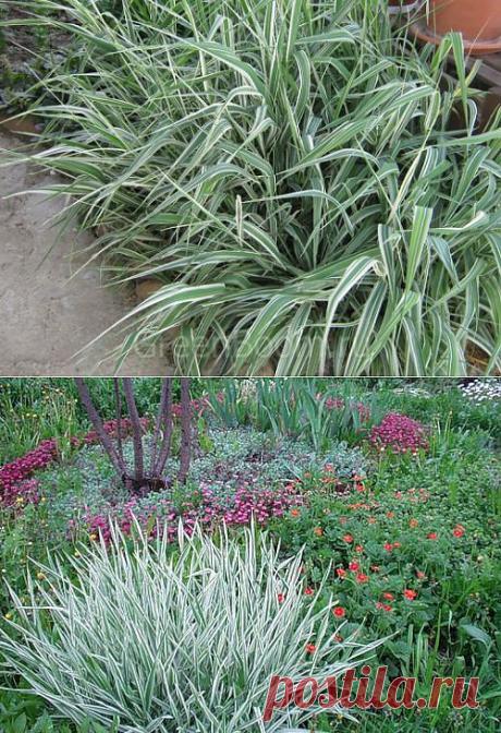 Ботаничка.ru | Двукисточник тростниковый. Фалярис. Канареечная трава. Уход, варащивание, размножение. Декоративно-лиственные. Злаковые. Травы. Фото.