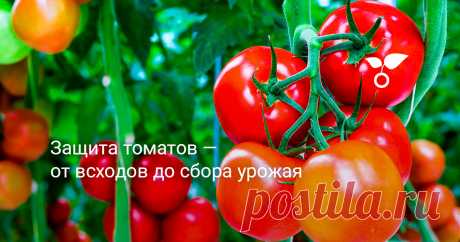 Защита томатов — от всходов до сбора урожая О том, какие неприятности поджидают наши томаты от всходов и до сбора урожая и как с ними бороться – расскажем в этой статье.
