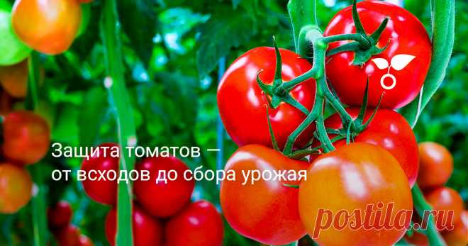 Защита томатов — от всходов до сбора урожая О том, какие неприятности поджидают наши томаты от всходов и до сбора урожая и как с ними бороться – расскажем в этой статье.