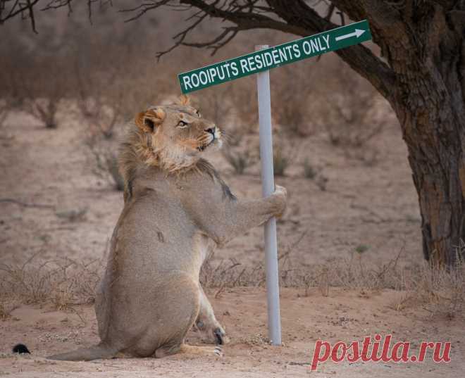 Comedy Wildlife Photo Awards 2019: животные, которые станут мемами — Российское фото