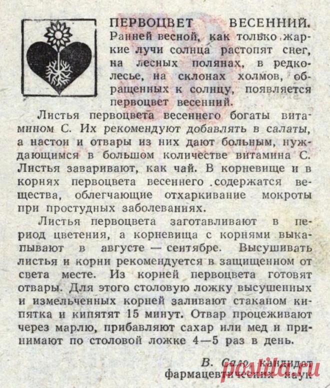 Первоцвет весенний