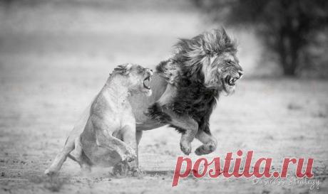 Чтоб жить, надо рваться, путаться, биться, ошибаться, начинать и опять начинать, и опять бросать, и вечно бороться. А спокойствие — душевная трусость... 

Лев Николаевич Толстой ПРИСОЕДИНЯЙТЕСЬ...