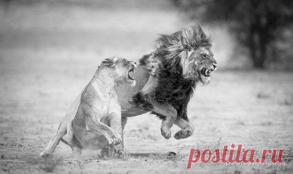 Чтоб жить, надо рваться, путаться, биться, ошибаться, начинать и опять начинать, и опять бросать, и вечно бороться. А спокойствие — душевная трусость... 

Лев Николаевич Толстой ПРИСОЕДИНЯЙТЕСЬ...