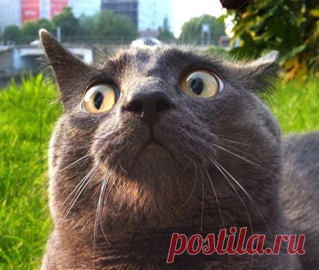 Коты в шоке. Реакция на первую прогулку за пределами дома
Чем бы вы не занимались, первый опыт всегда самый нервный и волнительный.
Обычно большинство владельцев котов и кошек держит своих питомцев дома, не давая им выходить на улицу. Кошек опасно выпускат…